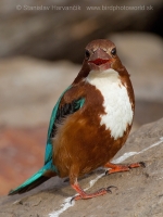 Rybárikovec hnedohlavý - Halcyon smyrnensis - White-throated Kingfisher