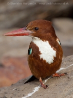 Rybárikovec hnedohlavý - Halcyon smyrnensis - White-throated Kingfisher