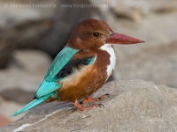 Rybárikovec hnedohlavý - Halcyon smyrnensis - White-throated Kingfisher