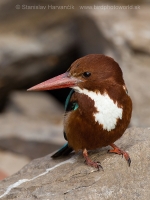 Rybárikovec hnedohlavý - Halcyon smyrnensis - White-throated Kingfisher