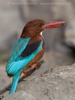 Rybárikovec hnedohlavý - Halcyon smyrnensis - White-throated Kingfisher