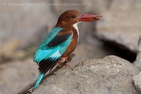 Rybárikovec hnedohlavý - Halcyon smyrnensis - White-throated Kingfisher