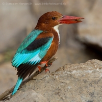 Rybárikovec hnedohlavý - Halcyon smyrnensis - White-throated Kingfisher