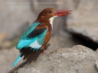 Rybárikovec hnedohlavý - Halcyon smyrnensis - White-throated Kingfisher