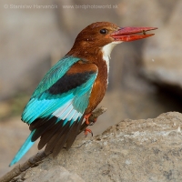 Rybárikovec hnedohlavý - Halcyon smyrnensis - White-throated Kingfisher