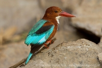 Rybárikovec hnedohlavý - Halcyon smyrnensis - White-throated Kingfisher