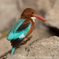 Rybárikovec hnedohlavý - Halcyon smyrnensis - White-throated Kingfisher