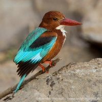 Rybárikovec hnedohlavý - Halcyon smyrnensis - White-throated Kingfisher