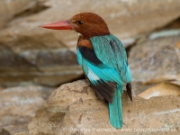 Rybárikovec hnedohlavý - Halcyon smyrnensis - White-throated Kingfisher