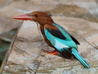 Rybárikovec hnedohlavý - Halcyon smyrnensis - White-throated Kingfisher