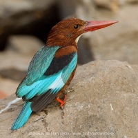 Rybárikovec hnedohlavý - Halcyon smyrnensis - White-throated Kingfisher