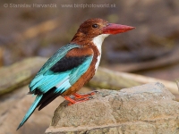 Rybárikovec hnedohlavý - Halcyon smyrnensis - White-throated Kingfisher