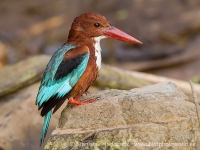 Rybárikovec hnedohlavý - Halcyon smyrnensis - White-throated Kingfisher