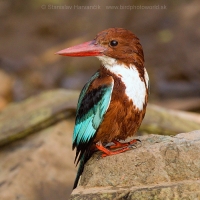 Rybárikovec hnedohlavý - Halcyon smyrnensis - White-throated Kingfisher