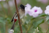 Bylbyl hnedý - Pycnonotus cafer - Red-vented Bulbul