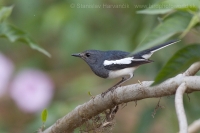 Šáma stračia - Copsychus saularis - Oriental Magpie Robin