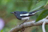 Šáma stračia - Copsychus saularis - Oriental Magpie Robin