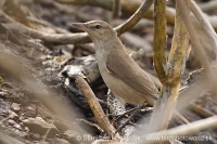 Trsteniarik dlhozobý - Acrocephalus stentoreus - Clamorous Reed Warbler