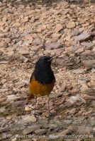Žltochvost domový - Phoenicurus ochruros - Black Redstart