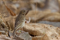 Ľabtuška širokozobá - Anthus (trivialis) haringtoni - Tree Pipit