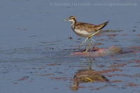 Jakana bažantia - Hydrophasianus chirurgus - Pheasant-tailed Jacana