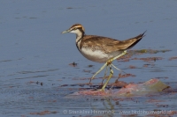 Jakana bažantia - Hydrophasianus chirurgus - Pheasant-tailed Jacana