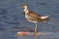 Jakana bažantia - Hydrophasianus chirurgus - Pheasant-tailed Jacana