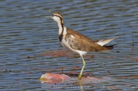 Jakana bažantia - Hydrophasianus chirurgus - Pheasant-tailed Jacana