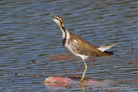 Jakana bažantia - Hydrophasianus chirurgus - Pheasant-tailed Jacana