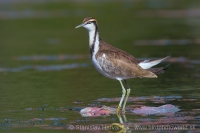 Jakana bažantia - Hydrophasianus chirurgus - Pheasant-tailed Jacana