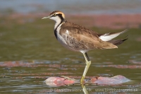 Jakana bažantia - Hydrophasianus chirurgus - Pheasant-tailed Jacana