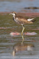Jakana bažantia - Hydrophasianus chirurgus - Pheasant-tailed Jacana