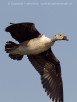 Hrebenatka škvrnitá - Sarkidiornis melanotos - Knob-billed Duck