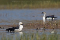 Hrebenatka škvrnitá - Sarkidiornis melanotos - Knob-billed Duck