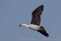 Hrebenatka škvrnitá - Sarkidiornis melanotos - Knob-billed Duck