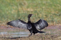 Kormorán močiarny - Microcarbo niger - Little Cormorant