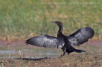 Kormorán močiarny - Microcarbo niger - Little Cormorant
