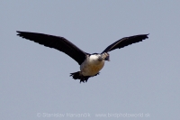 Hrebenatka škvrnitá - Sarkidiornis melanotos - Knob-billed Duck