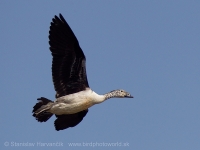 Hrebenatka škvrnitá - Sarkidiornis melanotos - Knob-billed Duck