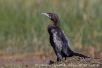 Kormorán močiarny - Microcarbo niger - Little Cormorant