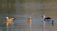 Kazarka hrdzavá - Tadorna ferruginea - Ruddy Shelduck and Hrebenatka škvrnitá - Sarkidiornis melanotos - Knob-billed Duck