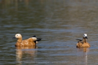 Kazarka hrdzavá - Tadorna ferruginea - Ruddy Shelduck