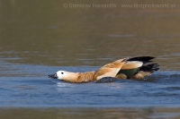 Kazarka hrdzavá - Tadorna ferruginea - Ruddy Shelduck