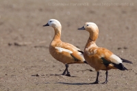 Kazarka hrdzavá - Tadorna ferruginea - Ruddy Shelduck