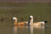 Kazarka hrdzavá - Tadorna ferruginea - Ruddy Shelduck