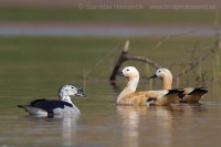 Hrebenatka škvrnitá - Sarkidiornis melanotos - Knob-billed Duck and Kazarka hrdzavá - Tadorna ferruginea - Ruddy Shelduck