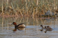 Potápkja malá - Tachybaptus ruficollis - Little Grebe