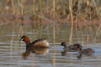 Potápkja malá - Tachybaptus ruficollis - Little Grebe