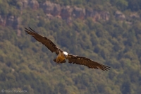 Bradáň žltohlavý - Gypaetus barbatus - Lammergeier 