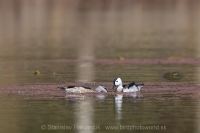 Kačôčka bielohlavá - Nettapus coromandelianus - Cotton Pygmy-goose